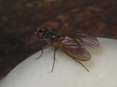 Pegomya transversa