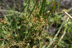 Cyperus mundii