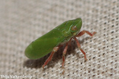 Tettigometra