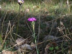 Dianthus balbisii