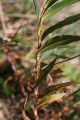 Persicaria madagascariensis