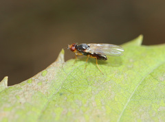 Chamaepsila