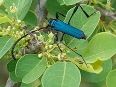 Hypocrites obtusipennis