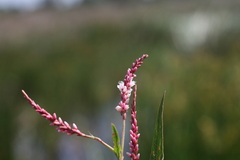Persicaria madagascariensis