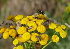 Elomya lateralis
