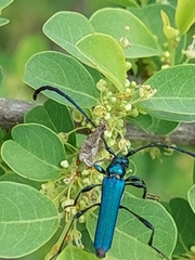 Hypocrites obtusipennis