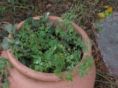 Didymodoxa capensis capensis