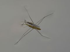 Aquarius paludum