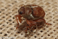 Micrelus ferrugatus