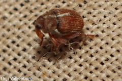 Micrelus ferrugatus