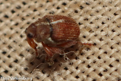 Micrelus ferrugatus