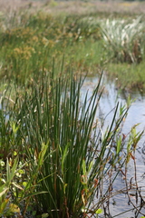Eleocharis limosa