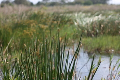Eleocharis limosa