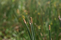 Eleocharis limosa
