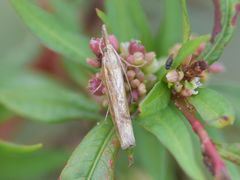 Agriphila tristella