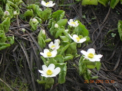 Caltha alba