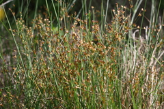 Juncus oxycarpus