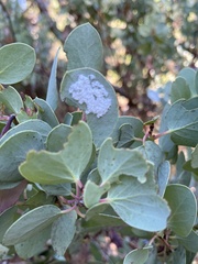 Puto arctostaphyli
