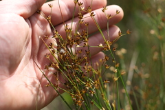 Juncus oxycarpus