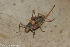 Lluciapomaresius asturiensis