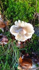 Tricholoma saponaceum