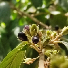 Cestrum strigilatum