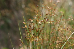 Juncus oxycarpus