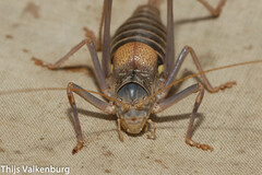 Lluciapomaresius asturiensis