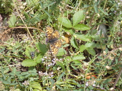 Melitaea celadussa