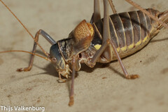 Lluciapomaresius asturiensis