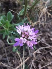 Sixalix atropurpurea