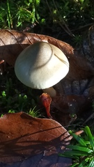 Tricholoma saponaceum