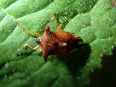 Elasmucha ferrugata