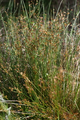 Juncus oxycarpus