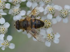 Eristalis tenax