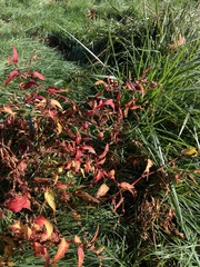 Persicaria hydropiper