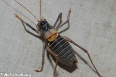 Lluciapomaresius asturiensis