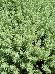 Helichrysum asperum comosum