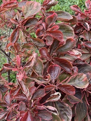Acalypha wilkesiana