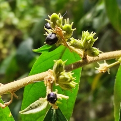 Cestrum strigilatum