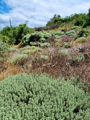 Helichrysum asperum comosum