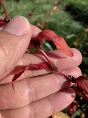 Persicaria hydropiper