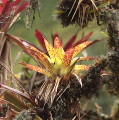 Tillandsia biflora