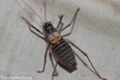 Lluciapomaresius asturiensis