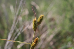Carex clavata