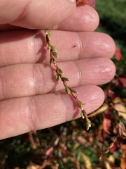Persicaria hydropiper