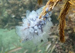Clavelina moluccensis