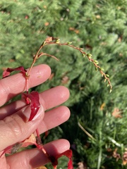 Persicaria hydropiper