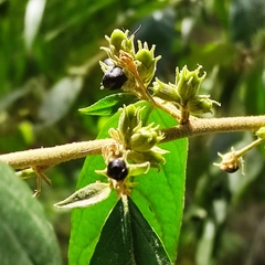 Cestrum strigilatum