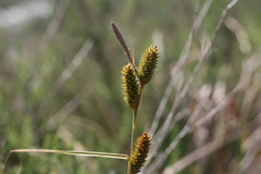 Carex clavata